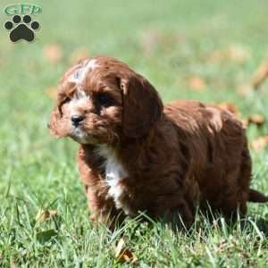 Jess, Cavapoo Puppy